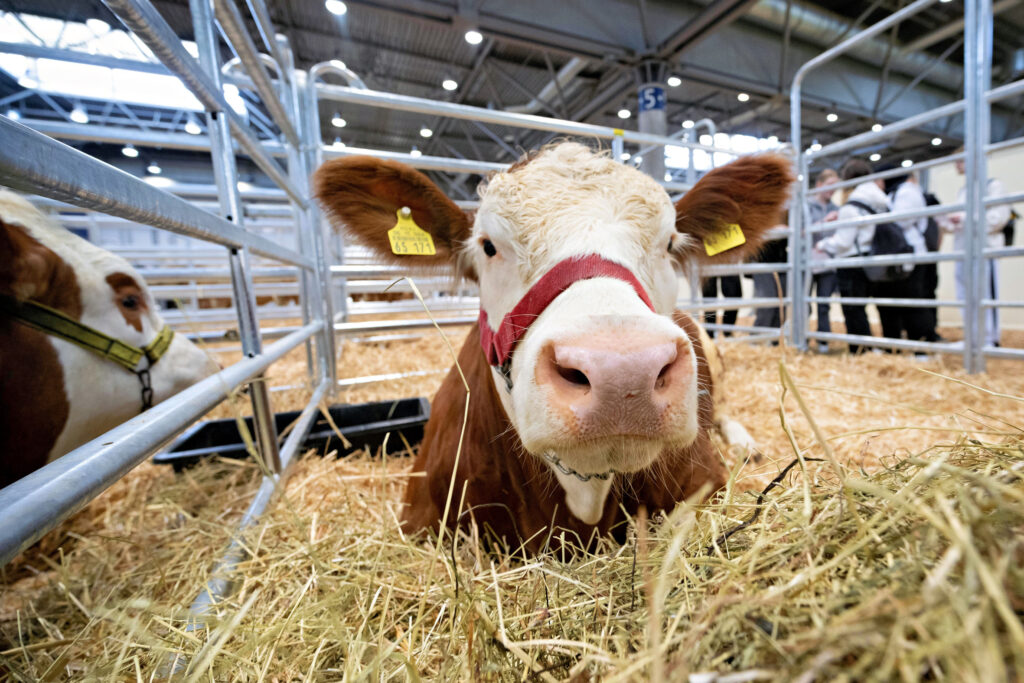 Ein Kuhstall in der Messehalle mit Rund-um-die-Uhr-Betreuung – die Nutztierschau im Rahmen der agra Landwirtschaftsausstellung