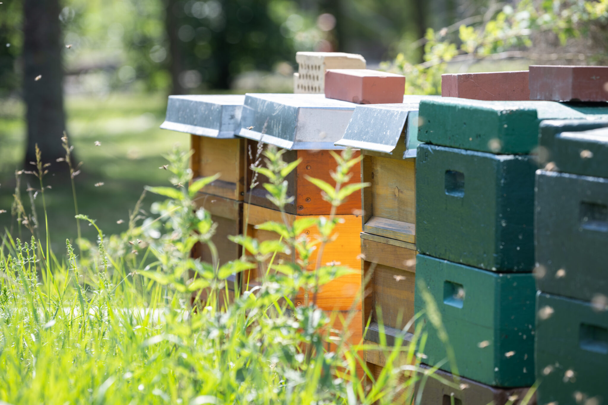 Bienen auf der Leipziger Messe